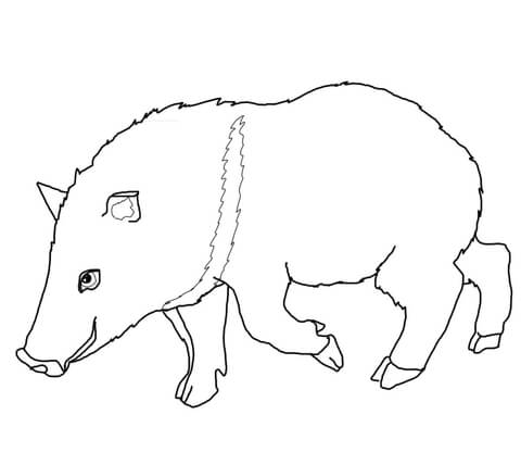 Collared Peccary Coloring Page